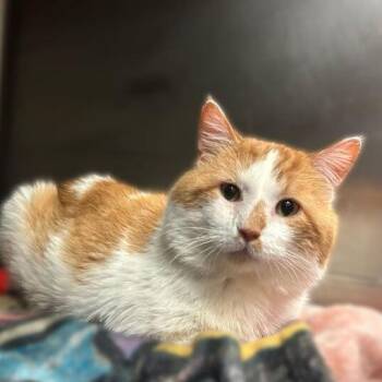 Domestic Short Hair Cats Available for Adoption - Finn | PetCurious