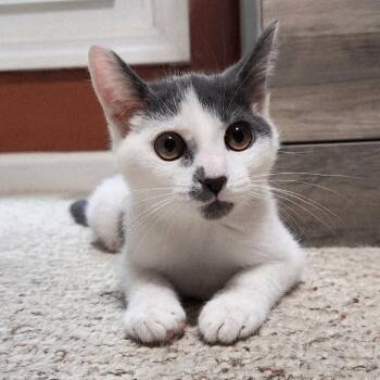 Stitch -  Domestic Short Hair Cat for Adoption in Brownsboro, Alabama - Stitch | PetCurious