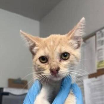 Maize -  Domestic Short Hair Cat for Adoption in Bolivar, Missouri - Maize | PetCurious