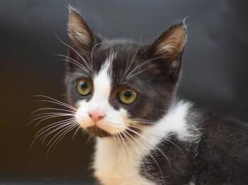 Wembly -  Domestic Short Hair Cat for Adoption in Portland, Oregon - Wembly | PetCurious