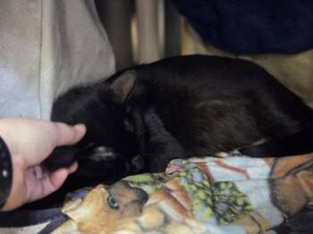 Sandra -  Domestic Short Hair Cat for Adoption in Westland, Michigan - Sandra | PetCurious