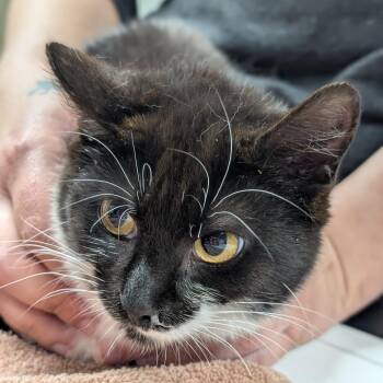 Domestic Short Hair Cats Available for Adoption in Canton, Illinois - Louise | PetCurious
