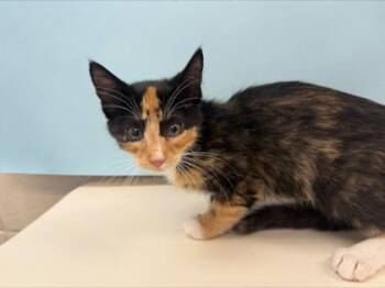 Pogo -  Domestic Short Hair Cat for Adoption in Woodbury, Minnesota - Pogo | PetCurious
