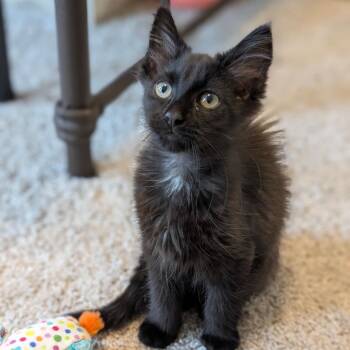 Drax -  Domestic Short Hair Cat for Adoption in Raleigh, North Carolina - Drax | PetCurious