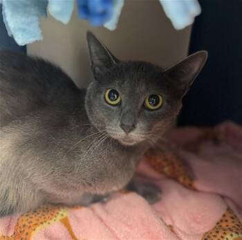 CLEO -  Domestic Short Hair Cat for Adoption in Fort Wayne, Indiana - CLEO | PetCurious