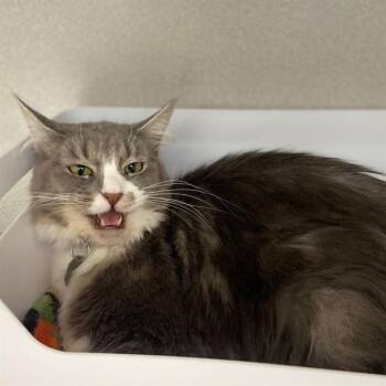 LOLA -  Domestic Long Hair Cat for Adoption in Aurora, Colorado - LOLA | PetCurious
