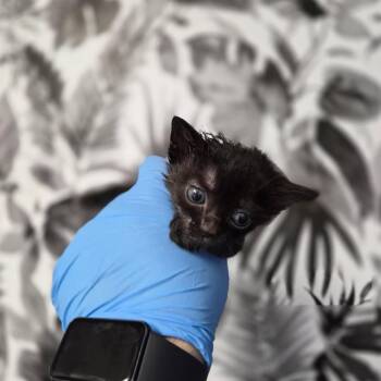 Domestic Short Hair Cats Available for Adoption in Wahiawa, Hawaii - Conan | PetCurious