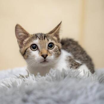 Maddi -  Domestic Short Hair Cat for Adoption in Gainesville, Georgia - Maddi | PetCurious