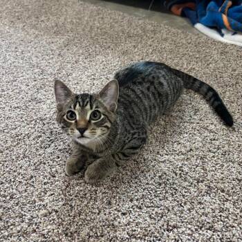 Geno -  Domestic Short Hair Cat for Adoption in Bismarck, North Dakota - Geno | PetCurious