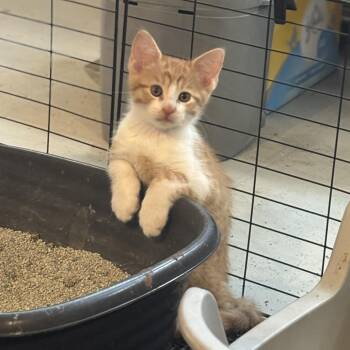 Buttered Baguette 23 -  Domestic Short Hair Cat for Adoption in Austin, Texas - Buttered Baguette 23 | PetCurious