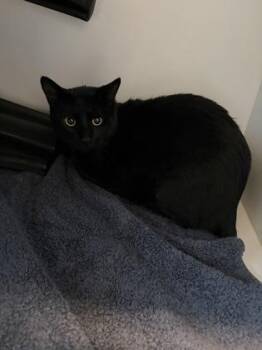 Jim Bob -  Domestic Short Hair Cat for Adoption in Gastonia, North Carolina - Jim Bob | PetCurious