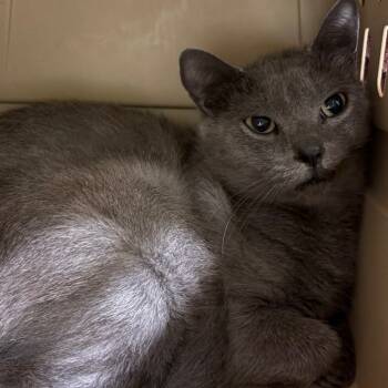 Rescue Domestic Short Hair Cats for Adoption in Fairport, New York - Rosie | PetCurious