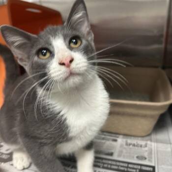 Mr. Cat -  Domestic Short Hair Cat for Adoption in Houston, Texas - Mr. Cat | PetCurious