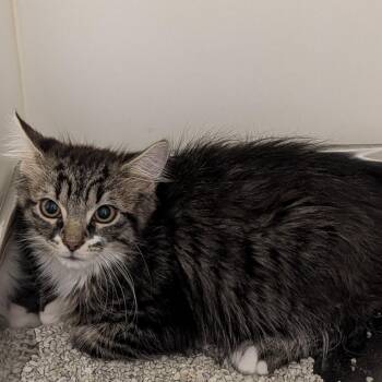 Domestic Long Hair Cats Available for Adoption in Winston-salem, North Carolina - Caleb | PetCurious