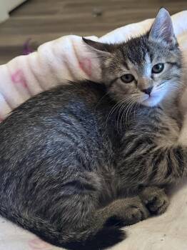 Angelique ( Monica) -  Tabby Cat for Adoption in Vallejo, California - Angelique ( Monica) | PetCurious