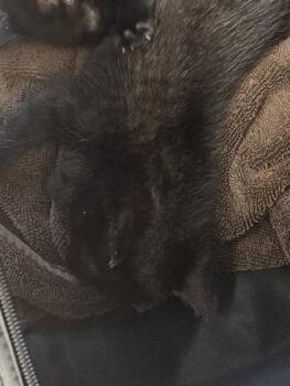 Soot -  Domestic Short Hair Cat for Adoption in Chamblee, Georgia - Soot | PetCurious