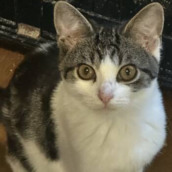 Rescue Domestic Short Hair Cats for Adoption in Carmel, Indiana - Vernor | PetCurious