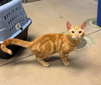 Domestic Short Hair Cats Available for Adoption in Minneapolis, Minnesota - PASCAL | PetCurious