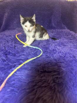Boy Daisy -  Domestic Short Hair Cat for Adoption in San Antonio, Texas - Boy Daisy | PetCurious