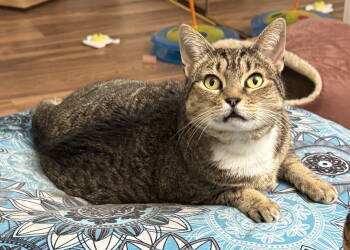 Rescue Domestic Short Hair Cats for Adoption in Oakland, California - June | PetCurious
