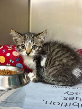 Beezus -  Domestic Short Hair Cat for Adoption in Lovingston, Virginia - Beezus | PetCurious