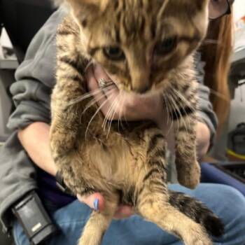 Apple -  Domestic Short Hair Cat for Adoption in Des Moines, Iowa - Apple | PetCurious