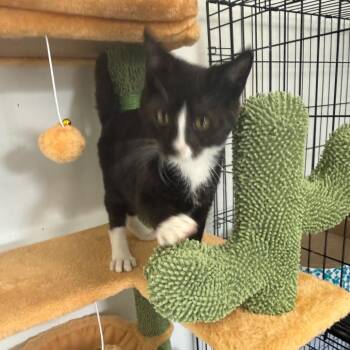 Toby -  Domestic Short Hair Cat for Adoption in Houston, Texas - Toby | PetCurious