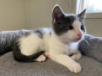 Betta *in Foster* -  Domestic Long Hair Cat Available for Adoption in Salmon Arm, British Columbia - Betta *in Foster* | PetCurious