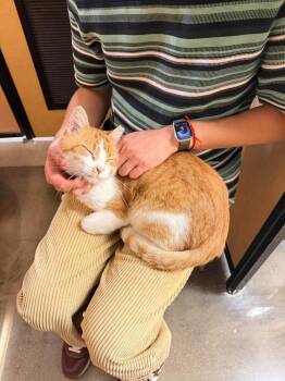 Señor Chester -  Domestic Short Hair Cat for Adoption in Chicago, Illinois - Señor Chester | PetCurious