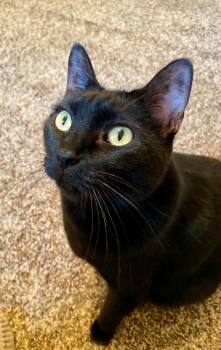 Domestic Short Hair Cats Available for Adoption in Pasco, Washington - Pheebee | PetCurious