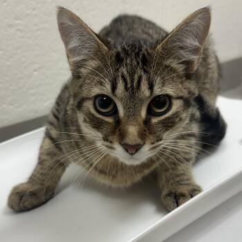 Domestic Short Hair Cats Available for Adoption - Kaleb - Chow Hound Knapp