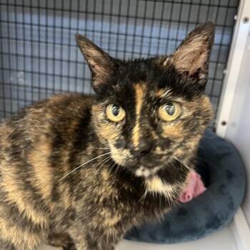 Domestic Short Hair Cats Available for Adoption in New York, New York - Trio | PetCurious