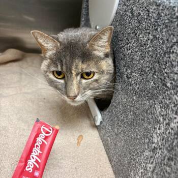 Wren -  Domestic Short Hair Cat for Adoption in Winston-salem, North Carolina - Wren | PetCurious