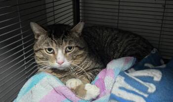 Domestic Short Hair Cats Available for Adoption - Galileo | PetCurious