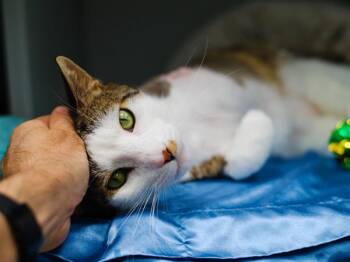 Coolio -  Domestic Short Hair Cat for Adoption - Coolio | PetCurious