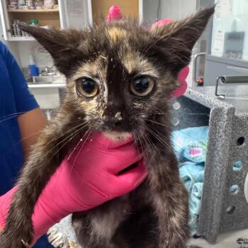 Sassy -  Domestic Short Hair Cat for Adoption in Greenville, South Carolina - Sassy | PetCurious