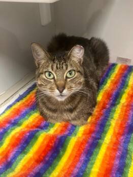 Valentina -  Domestic Short Hair Cat for Adoption in Corpus Christi, Texas - Valentina | PetCurious
