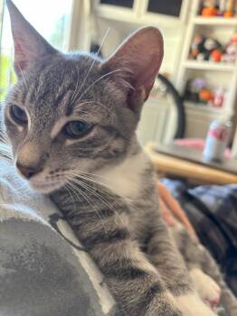 Rescue Tabby Cats for Adoption in Mission Viejo, California - Gopher | PetCurious