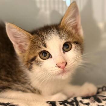 Joshua 2 -  Domestic Medium Hair Cat for Adoption in Cumming, Georgia - Joshua 2 | PetCurious
