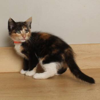 Radish C70292 -  Domestic Short Hair Cat for Adoption in Minnetonka, Minnesota - Radish C70292 | PetCurious