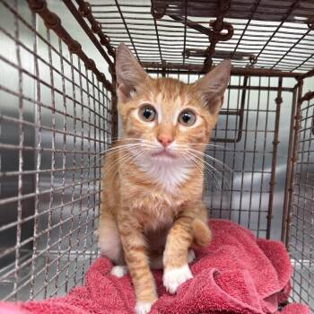 Raymond -  Domestic Short Hair Cat for Adoption in Milton, Florida - Raymond | PetCurious