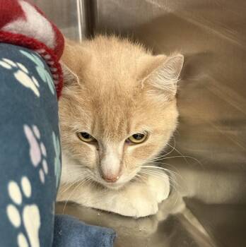 Domestic Medium Hair Cats Available for Adoption - Fanta | PetCurious