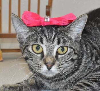 Rescue Domestic Short Hair Cats for Adoption in Springfield, Ohio - Quesadilla | PetCurious