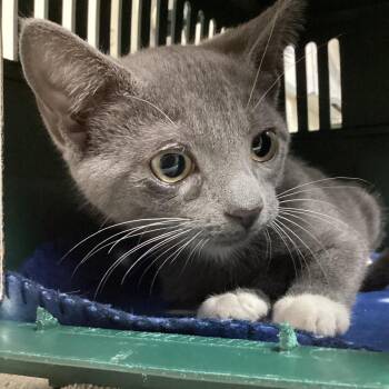 Lofi -  Domestic Short Hair Cat for Adoption in Lakeland, Florida - Lofi | PetCurious