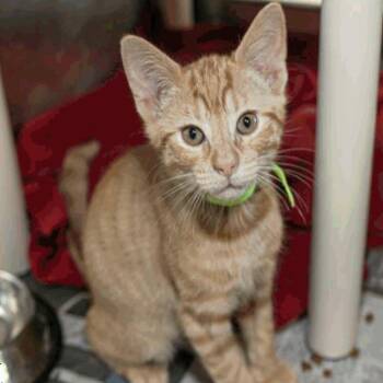 Domestic Short Hair Cats Available for Adoption in New York, New York - James | PetCurious