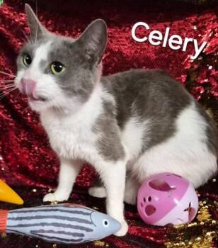 Celery -  Domestic Short Hair Cat Available for Adoption in Conway, South Carolina - Celery | PetCurious