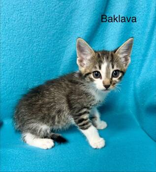 Tabby and Domestic Short Hair Cats Available for Adoption in Buford, Georgia - Baklava | PetCurious