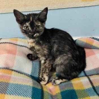 Katherine -  Domestic Short Hair Cat for Adoption in Brownsboro, Alabama - Katherine | PetCurious