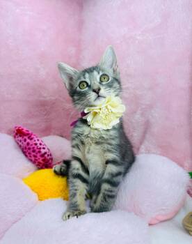 Sugar Cookie -  Domestic Short Hair Cat for Adoption in Tavares, Florida - Sugar Cookie | PetCurious