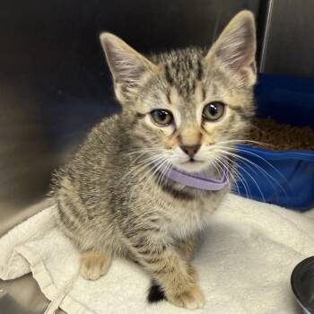 Dusty -  Domestic Short Hair Cat for Adoption in Tuscaloosa, Alabama - Dusty | PetCurious